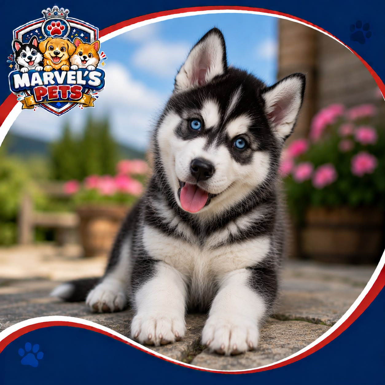 Husky Siberiano