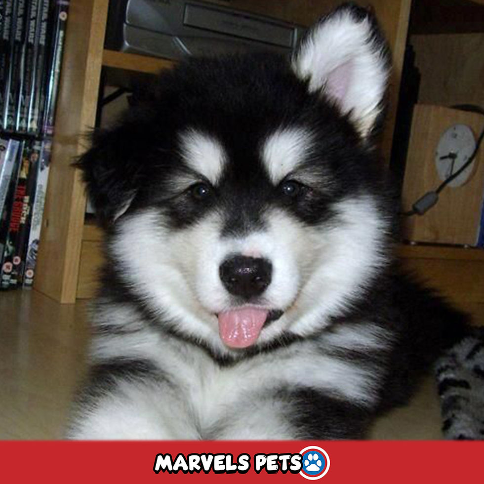 Miniatura: Husky Siberiano - MarvelsPet - www.marvelspet.com