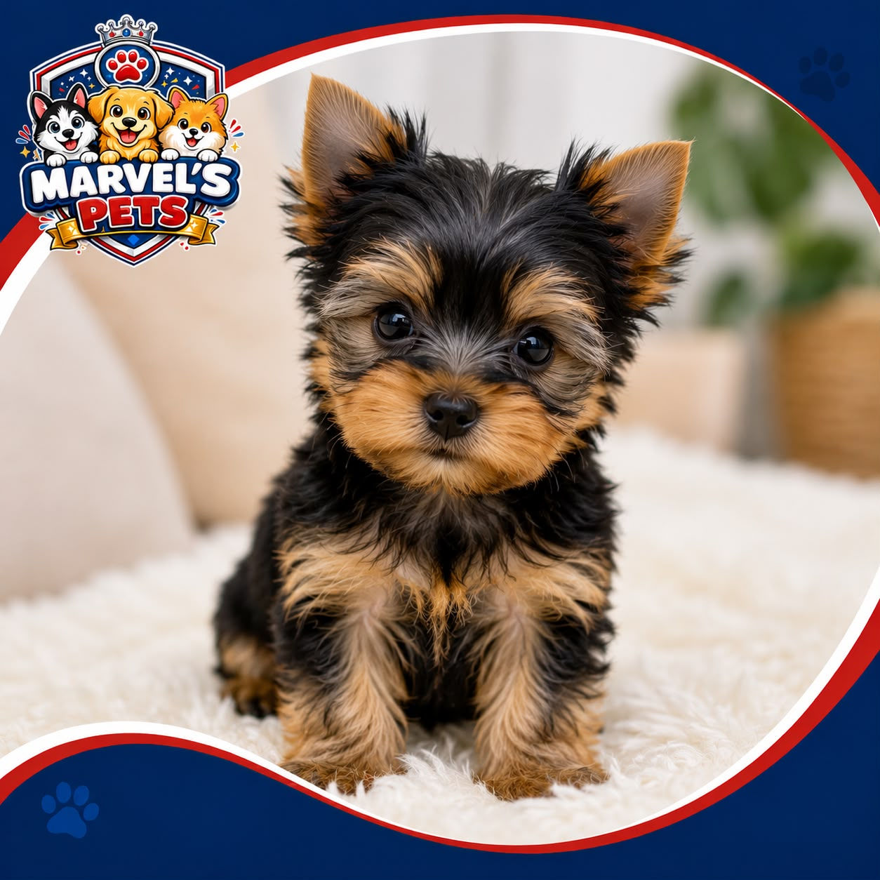 Yorkshire Terrier