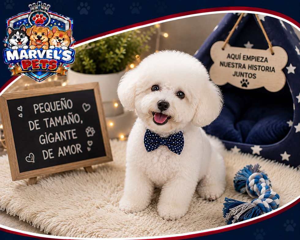 Miniatura: Bichón Frisé