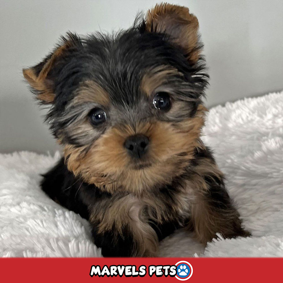 Miniatura: Yorshire Terrier - MarvelsPets - www.marvelspet.com