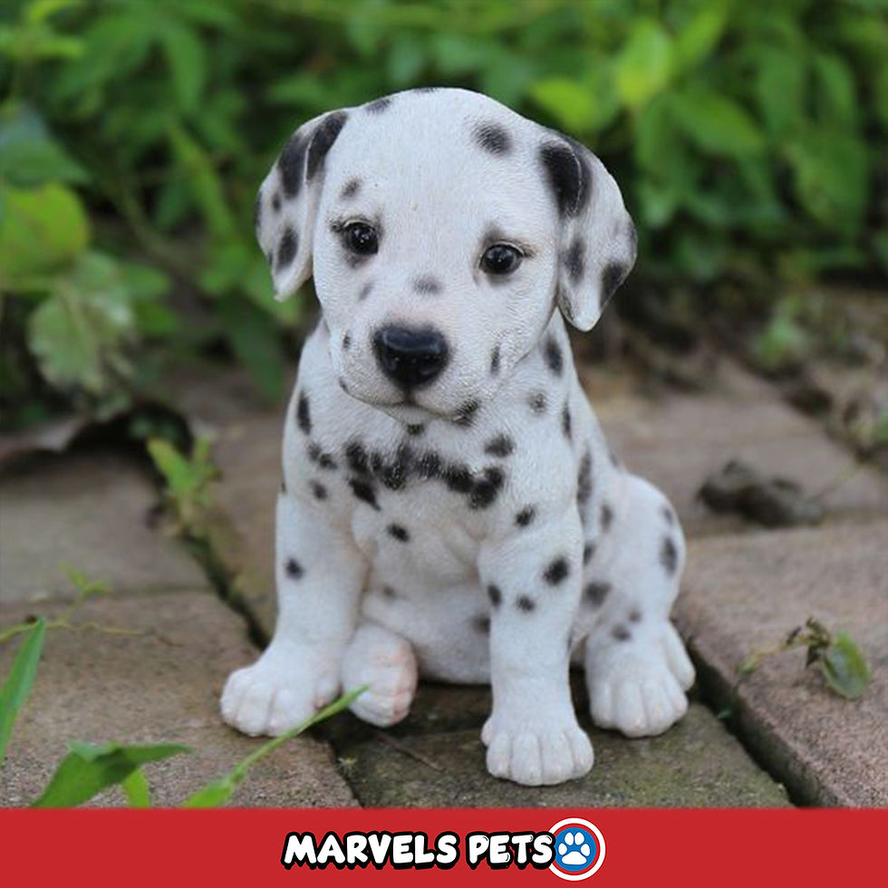 Dalmata - MarvelsPet - www.marvelspet.com