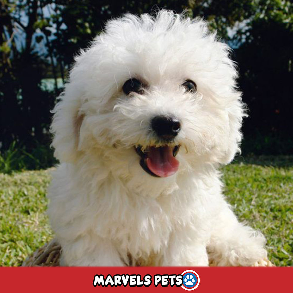 Miniatura: Poodle - MarvelsPet - www.marvelspet.com
