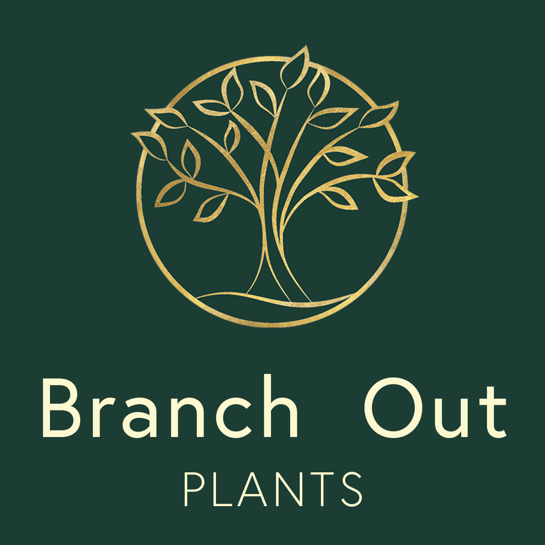 Branch Out Plants