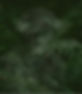 Headhunter.JPG