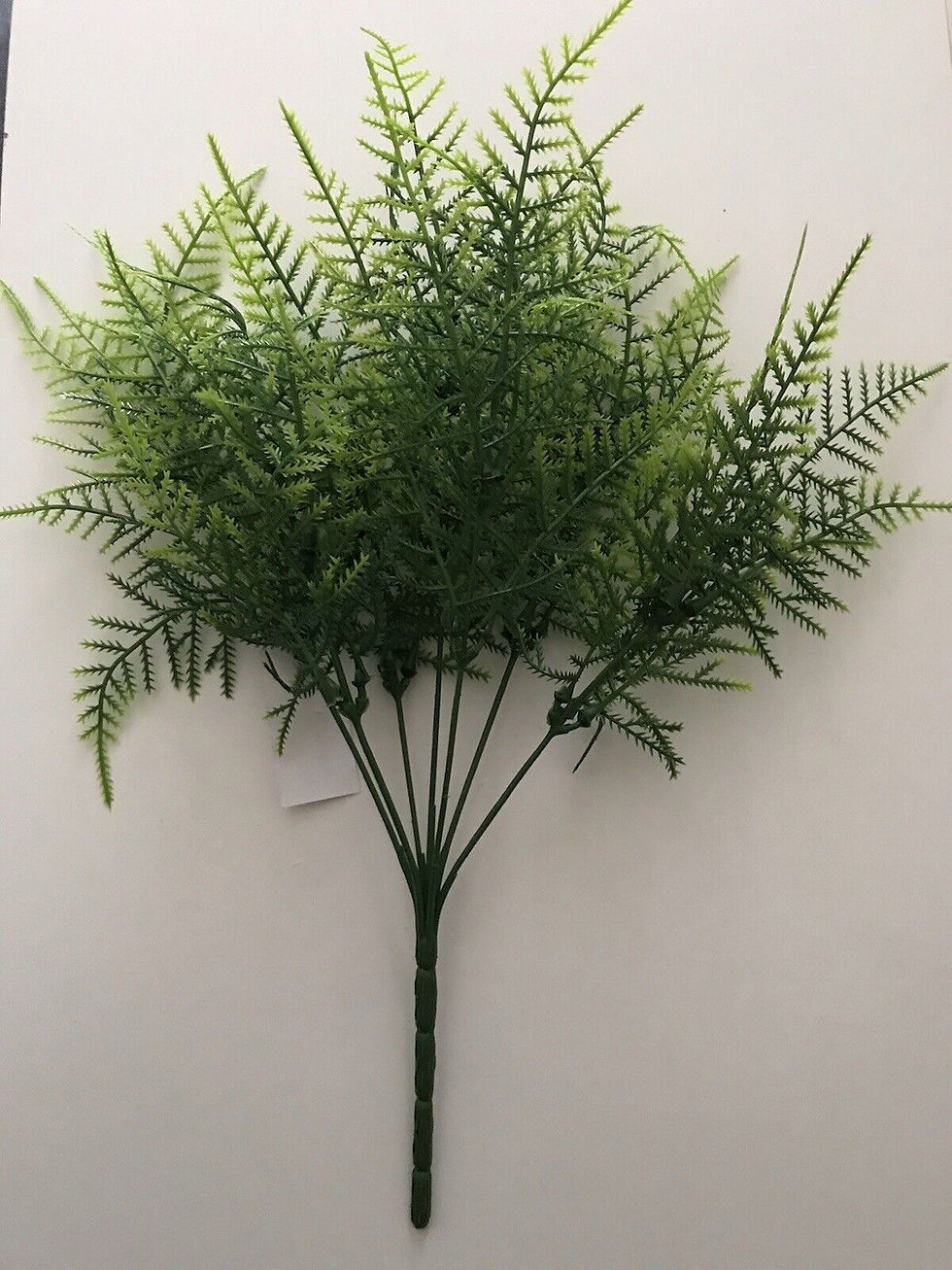 Thumbnail: 1 x Asparagus Fern Bunch