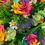 Thumbnail: Medium Rainbow Roses Bouquet Florist Gift Box