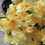 Thumbnail: 1 x Daffodils Narcissus Bush