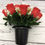 Thumbnail: Red Rose Gyp Flower Pot