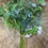 Thumbnail: Rose Mixed Foliage Bouquet