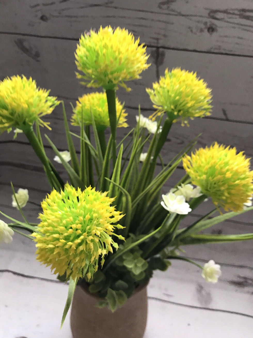 Thumbnail: Allium Flowering Plant Potted