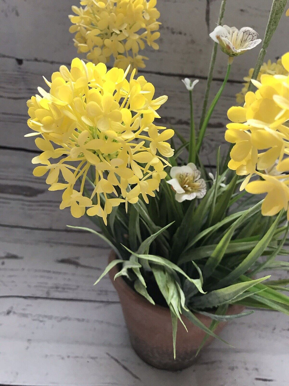 Thumbnail: Allium Flowering Plant Potted