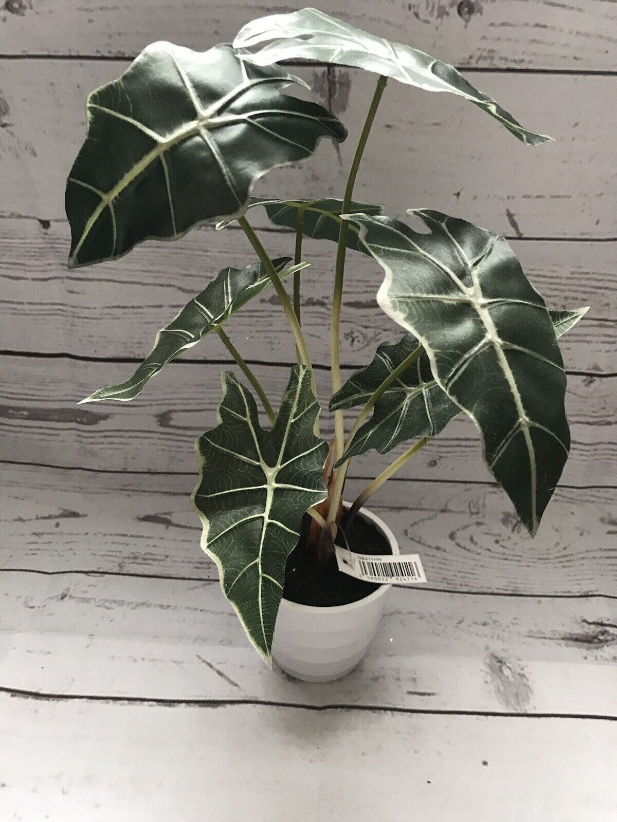 40cm Alocasia Potted Plant