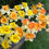 Thumbnail: Pack of 12 Daffodil & Narcissus Bushes mixed pack