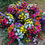 Thumbnail: Aster Daisies Garden Hanging Basket ~ Trailing