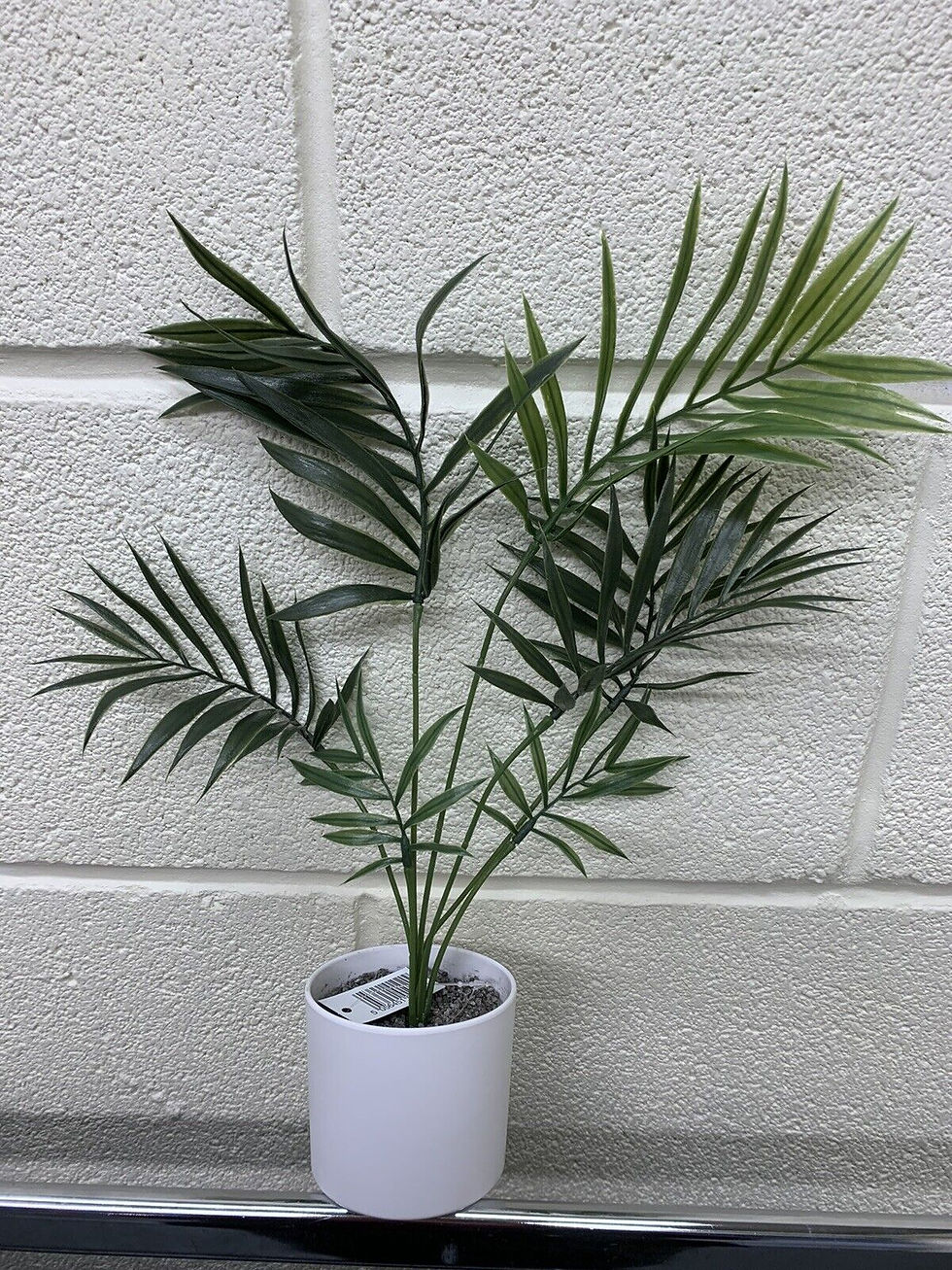 Thumbnail: 4 POTTED HOUSEPLANTS