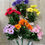 Thumbnail: Pack of 6 Anemones Bushes Assorted 