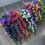 Thumbnail: Aster Daisies Garden Hanging Basket ~ Trailing