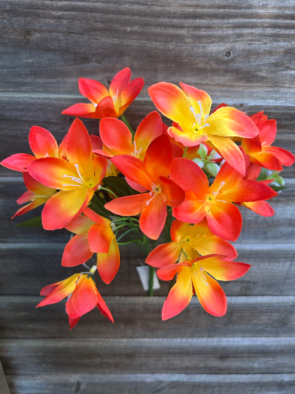 Thumbnail: Pack of 6 Wild Lily Bushes