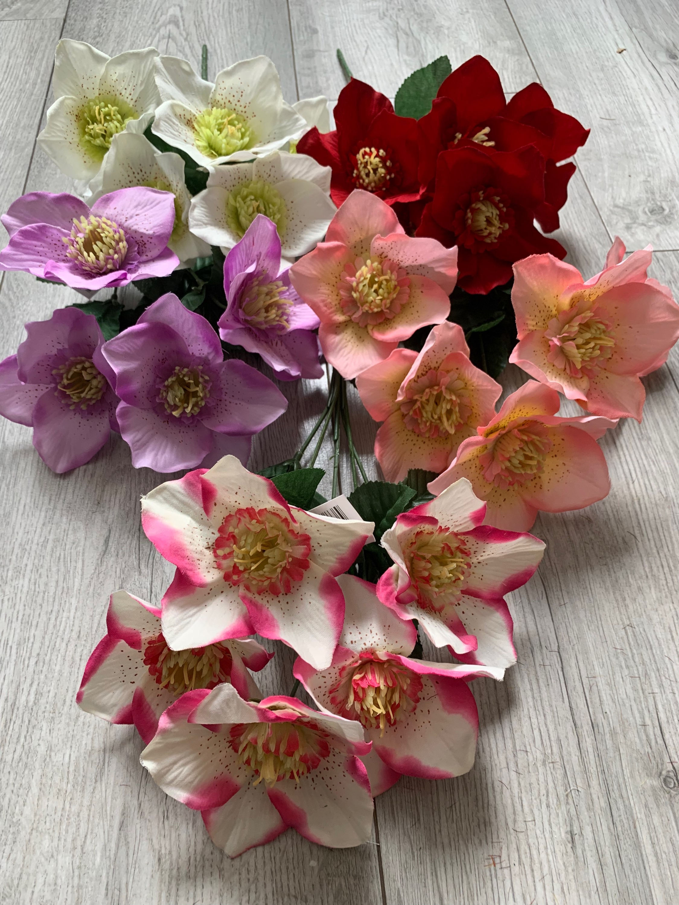 Pack of 6 Lotus Bushes