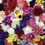 Thumbnail: 100x MIXED FLOWER HEADS