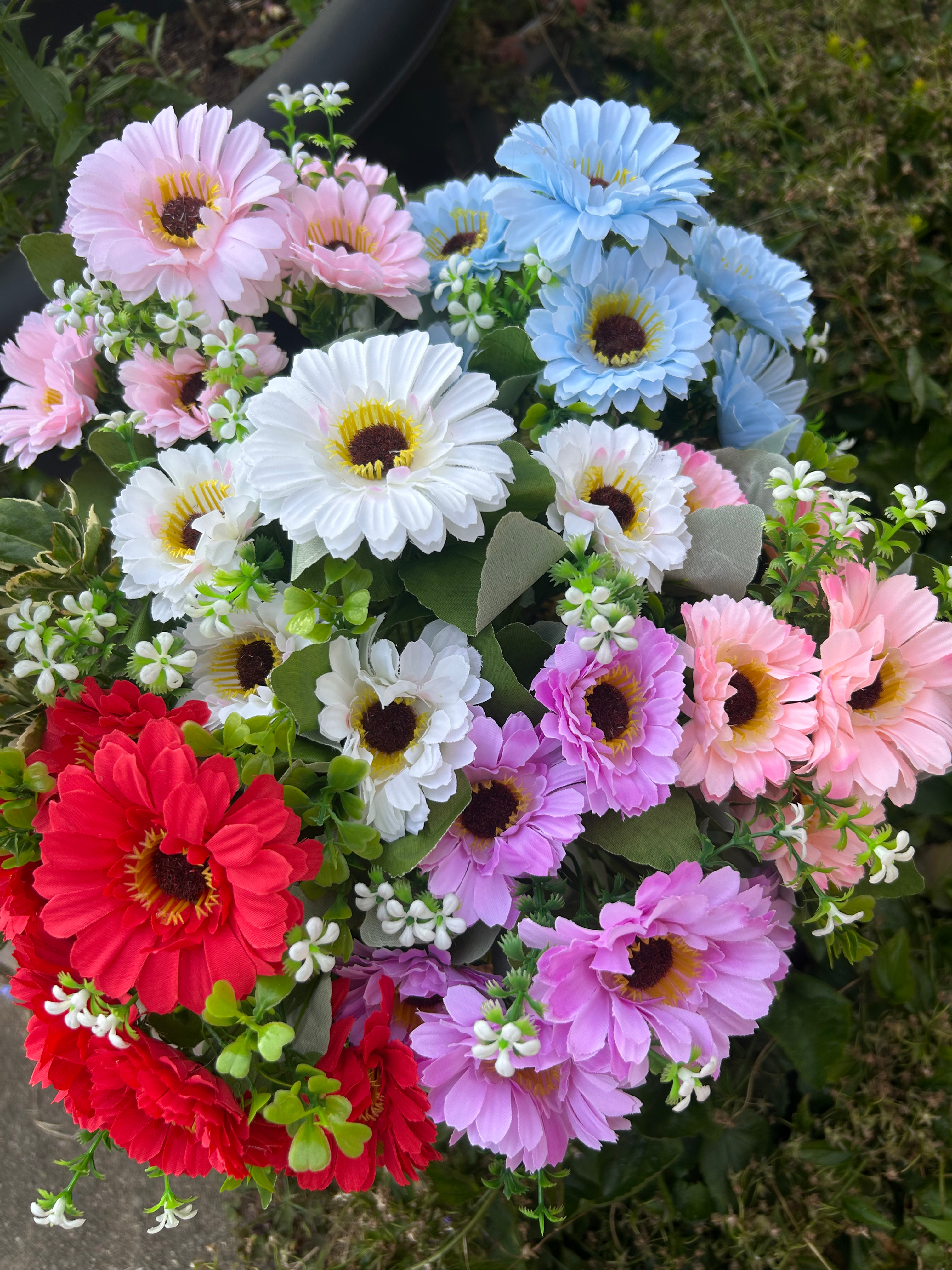 Pack of 6 Gerbera Bushes Assorted 