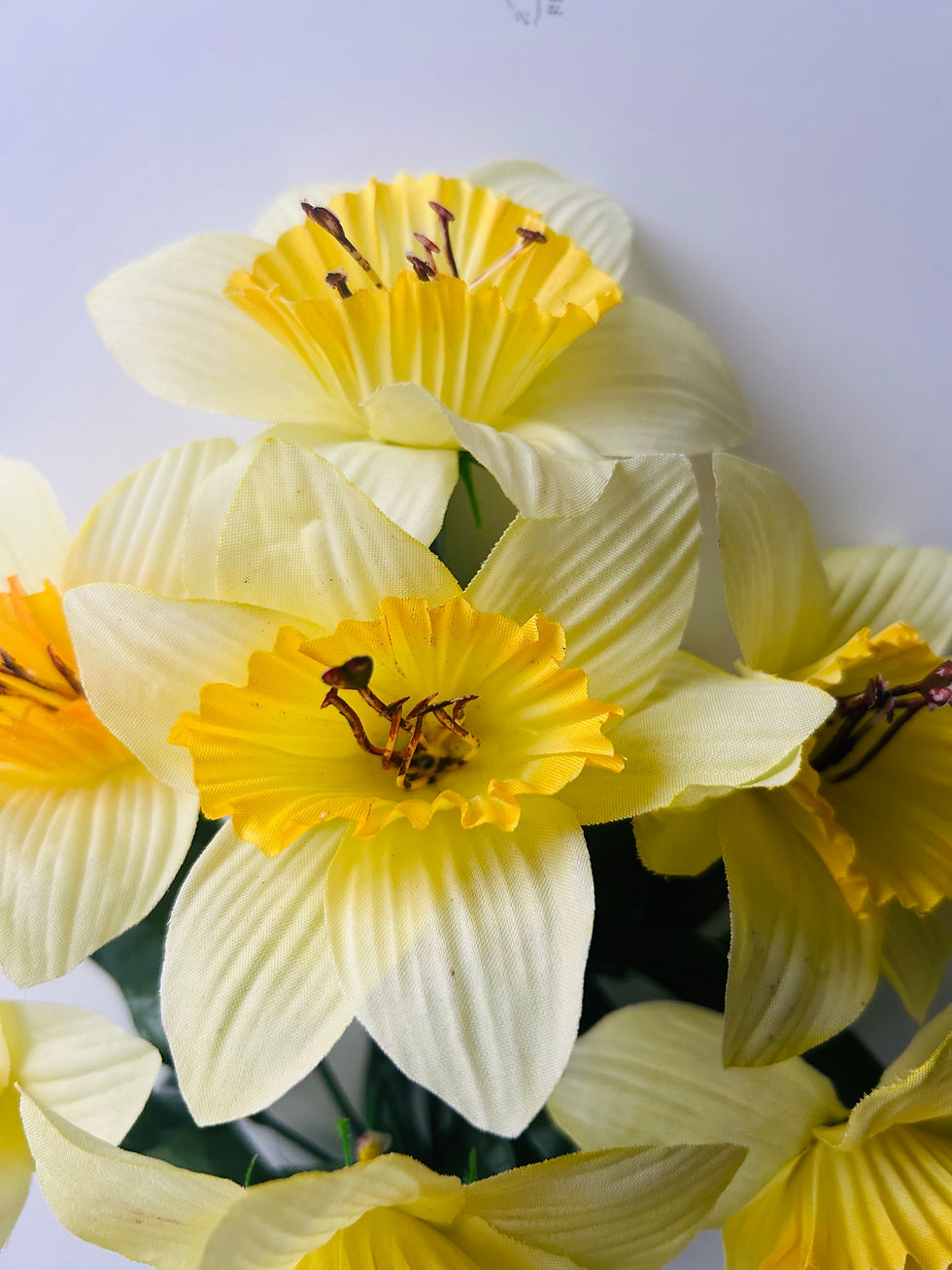 Thumbnail: 1 x Daffodils Bush