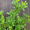 Thumbnail: 1 x Large Mixed Foliage Bush