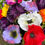 Thumbnail: Multicoloured anemones grave pot arrangement 