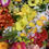 Thumbnail: 50x Small Medium Spring Flower Heads