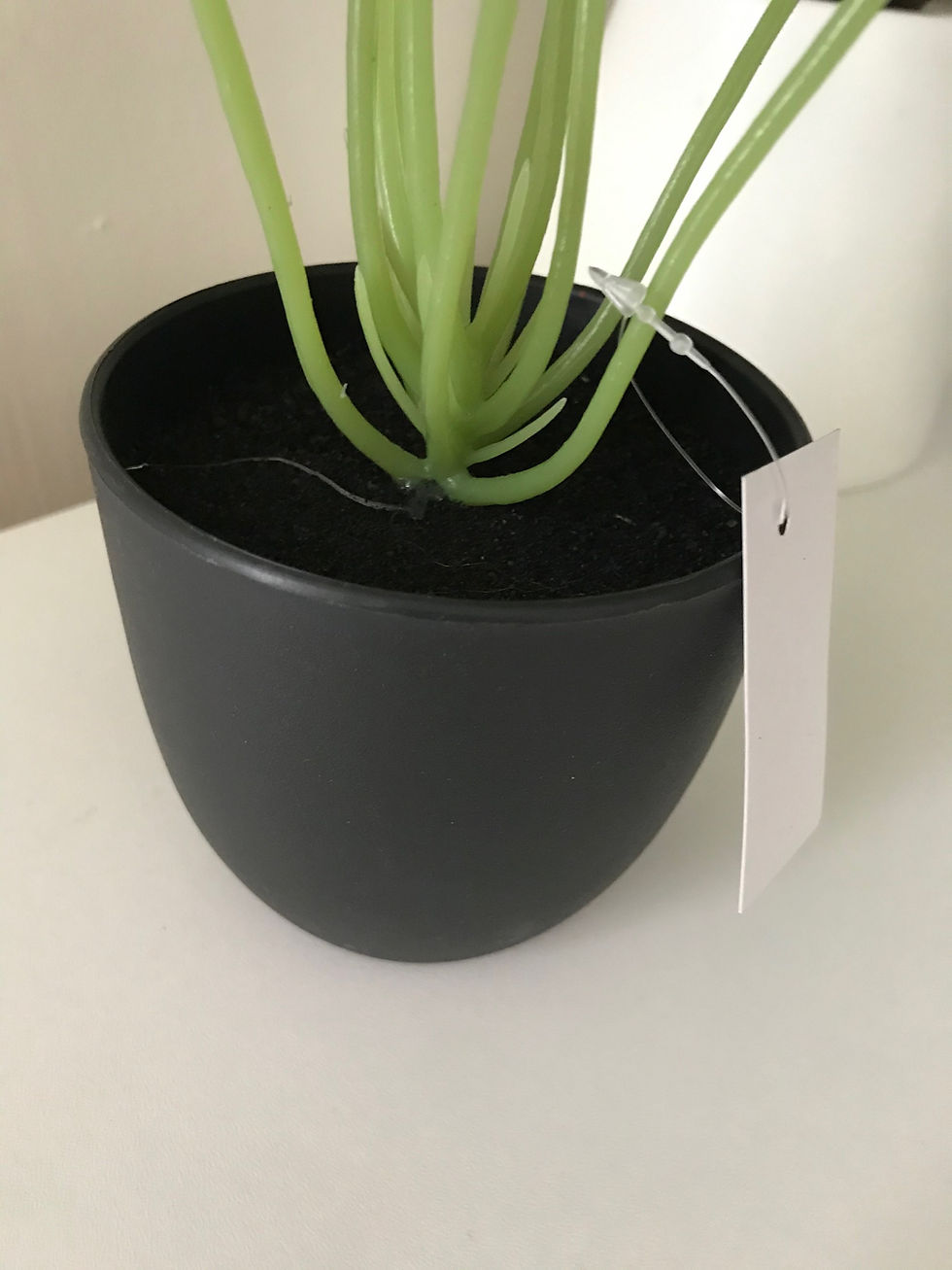 Thumbnail: Potted Monstera Houseplant 