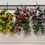 Thumbnail: 1x Trailing Petunias Morning Glory Bush 4 Colours Available 
