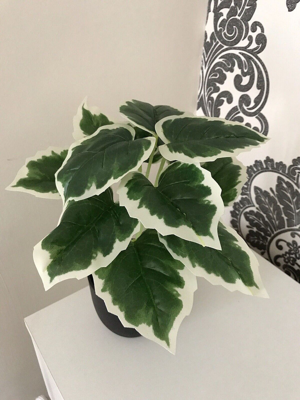 Thumbnail: SET OF 3 Houseplants (Potted)