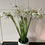 Thumbnail: SET OF 2 Snowdrops Plants In Pots