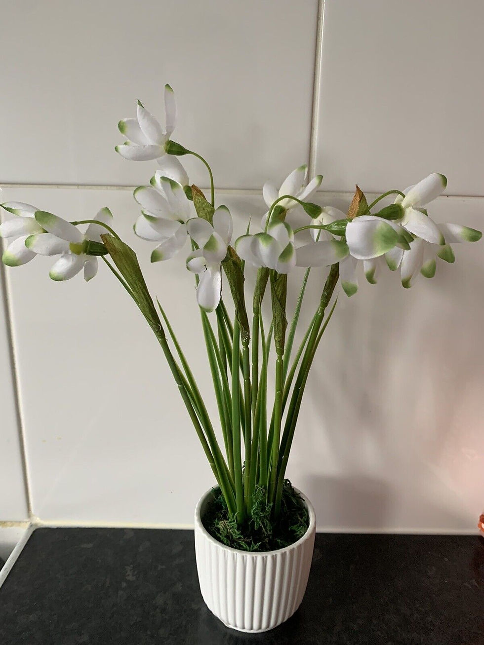 Thumbnail: SET OF 2 Snowdrops Plants In Pots