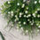 Thumbnail: 1 x Gypsophila Grass Bunch Baby’s Breath