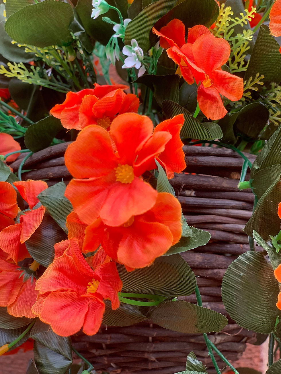 Thumbnail: Orange Nasturtium Garden Hanging Basket Trailing 