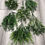 Thumbnail: 6x Foliage Plants Mixed Bunches Green/Grey