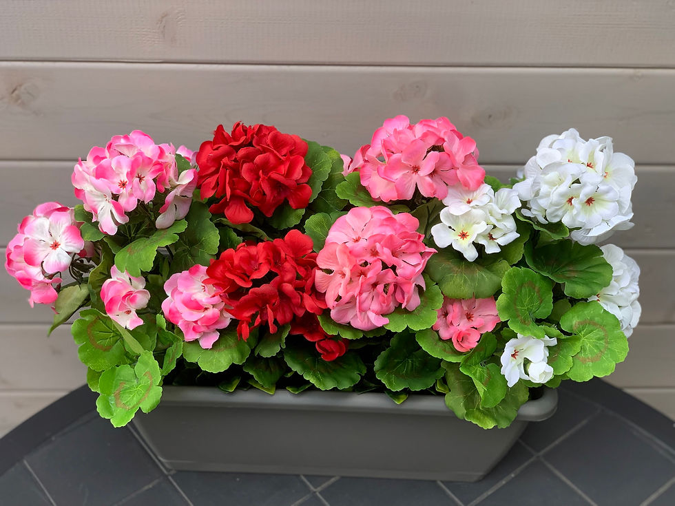 Thumbnail: 50cm Geranium Planter