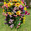 Thumbnail: Large Garden Hanging Basket Multicoloured Length 70cm