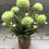 Thumbnail: Allium Flowering Plant Potted