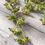Thumbnail: 1 x 96cm Trailing Berry Spray