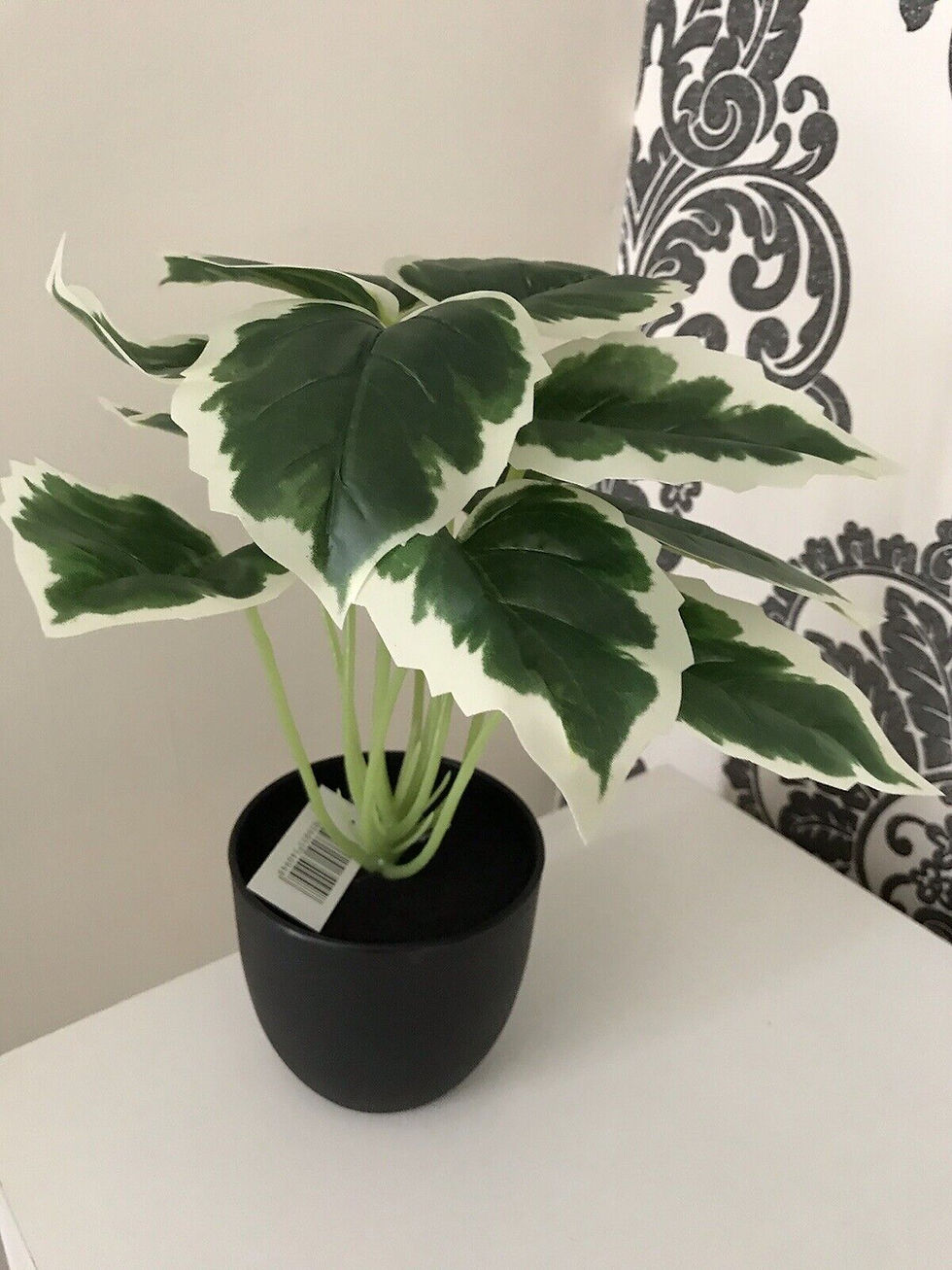 Thumbnail: SET OF 3 Houseplants (Potted)