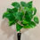 Thumbnail: 33 cm Pothos Bush