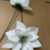 Thumbnail: 25cm White velvet poinsettia stem