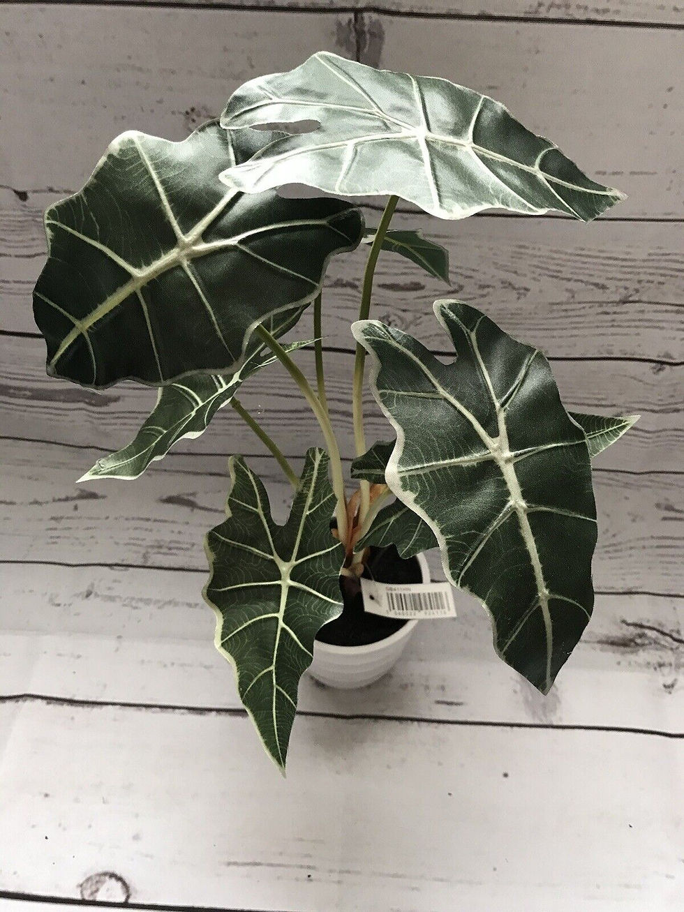 Thumbnail: 40cm Alocasia Potted Plant