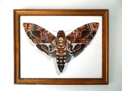 "Papillon de nuit", 57x72cm, acrylique sur médium.