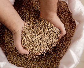 Barley Grains_edited.jpg