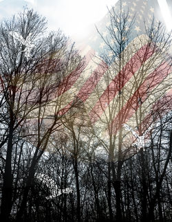 Eagles as they are Flying