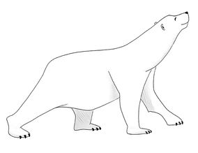 Carolyn polar bear 1 final copy.jpg